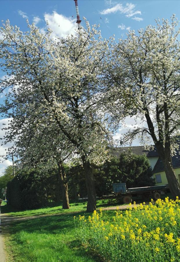 Ferienwohnung Landidylle Nassheck 迪布利希 外观 照片